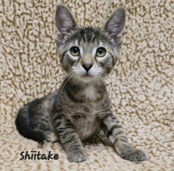 Shitake -  Domestic Short Hair Cat for Adoption in Cedar Rapids, Iowa - Shitake | PetCurious