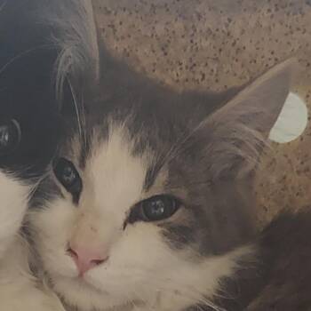 Porkchop -  Domestic Medium Hair Cat for Adoption in Reno, Nevada - Porkchop | PetCurious