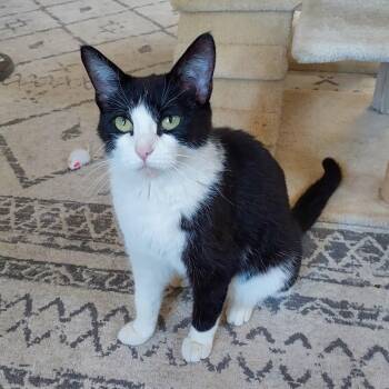 Rescue Domestic Short Hair Cats for Adoption in Roanoke, Virginia - April | PetCurious