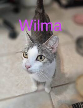 Wilma -  Domestic Short Hair and Tabby Cat for Adoption in Tucson, Arizona - Wilma | PetCurious