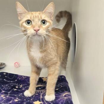 Daphne -  Domestic Short Hair Cat for Adoption in Champaign, Illinois - Daphne | PetCurious