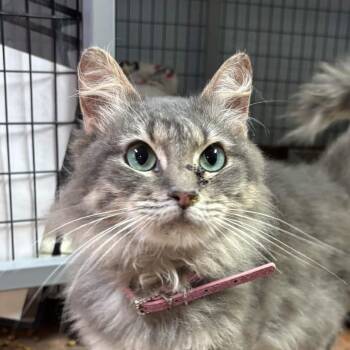 Domestic Long Hair Cats Available for Adoption in Clarksville, Arkansas - Catnip | PetCurious