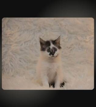 Hades -  Domestic Medium Hair Cat for Adoption in Calgary, Alberta - Hades | PetCurious