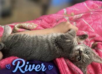 River -  Tabby Cat for Adoption in Wyandotte, Michigan - River | PetCurious