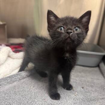 Mazikeen 28704 -  Domestic Short Hair Cat for Adoption in Middleburg, Florida - Mazikeen 28704 | PetCurious