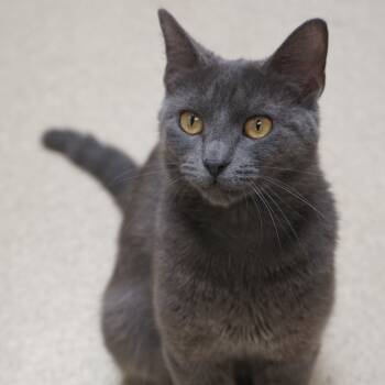 Rescue Domestic Short Hair Cats for Adoption in Naperville, Illinois - Olivia | PetCurious