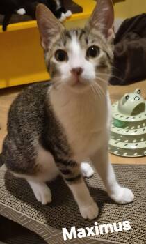 Maximus -  Domestic Short Hair Cat for Adoption in Longwood, Florida - Maximus | PetCurious