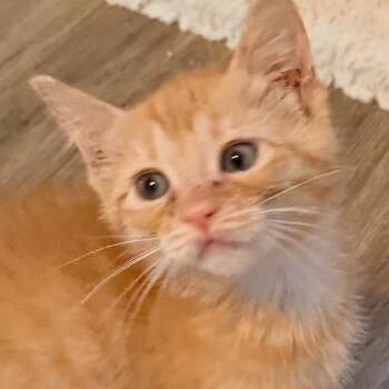 Otis -  Domestic Short Hair Cat for Adoption in San Diego, California - Otis | PetCurious