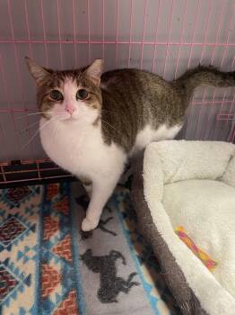 Tabby and Domestic Short Hair Cats Available for Adoption in Georgetown, Kentucky - Helenea  - Must Apply In Person ! | PetCurious
