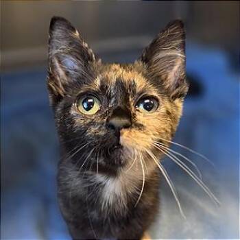 A1050135 Bella -  Domestic Short Hair Cat for Adoption in Pleasant Hill, California - A1050135 Bella | PetCurious