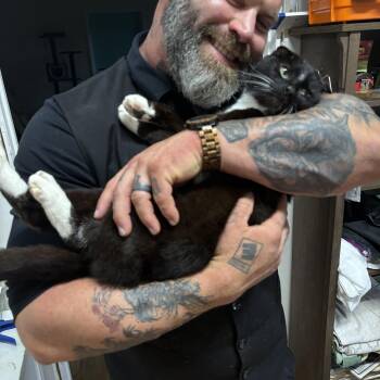 Inky -  Domestic Short Hair Cat Available for Adoption in Absecon, New Jersey - Inky | PetCurious
