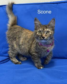 Scone -  Domestic Medium Hair Cat for Adoption in Plant City, Florida - Scone | PetCurious