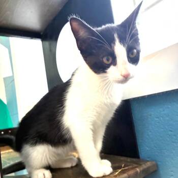 Dorothy -  Domestic Short Hair Cat for Adoption in Carencro, Louisiana - Dorothy | PetCurious
