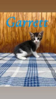 Garrett -  Domestic Short Hair Cat for Adoption in Crystal Springs, Mississippi - Garrett | PetCurious