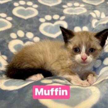Muffin -  Siamese Cat for Adoption in South Elgin, Illinois - Muffin | PetCurious