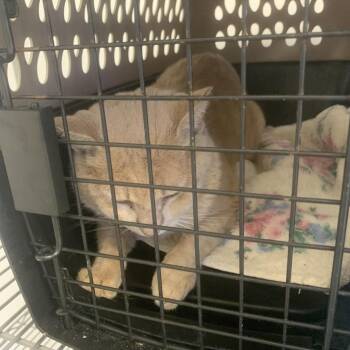 Waffle -  Domestic Short Hair Cat for Adoption in West Palm Beach, Florida - Waffle | PetCurious