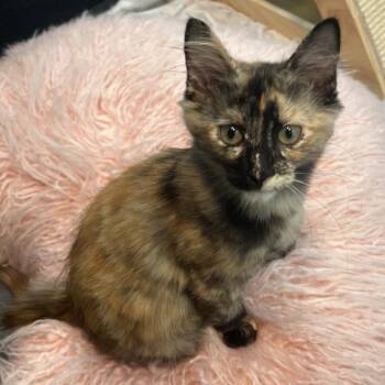 Angelina Ballerina -  Domestic Short Hair Cat for Adoption in Hawthorne, California - Angelina Ballerina | PetCurious