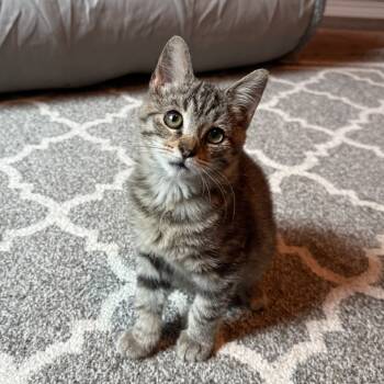 Rescue Domestic Short Hair Cats for Adoption in Wichita, Kansas - Jinx (AKA Binx) | PetCurious