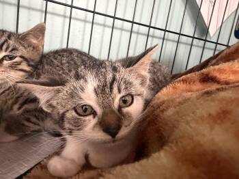 Garner -  Domestic Short Hair Cat for Adoption in Hudson, New York - Garner | PetCurious
