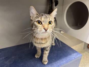 Domestic Short Hair Cats Available for Adoption in Brentwood, Missouri - KARMAN | PetCurious