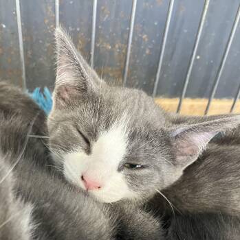 Pumpkin -  Domestic Short Hair Cat for Adoption in Parma, Ohio - Pumpkin | PetCurious