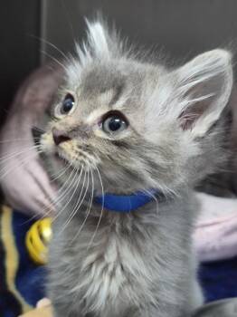 Miles -  Domestic Long Hair Cat for Adoption in Portland, Oregon - Miles | PetCurious