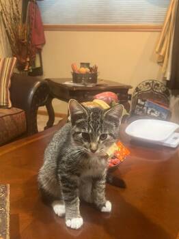 Wiley -  Domestic Short Hair Cat for Adoption in Mokena, Illinois - Wiley | PetCurious
