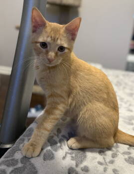Rescue Domestic Short Hair Cats for Adoption in Nashville, Tennessee - Hamlin | PetCurious