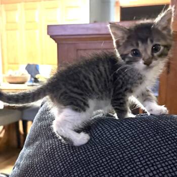 Rescue Domestic Short Hair Cats for Adoption in Rochester, Minnesota - Kilo | PetCurious