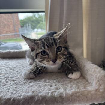 Fern -  Domestic Short Hair Cat for Adoption in Kansas City, Missouri - Fern | PetCurious