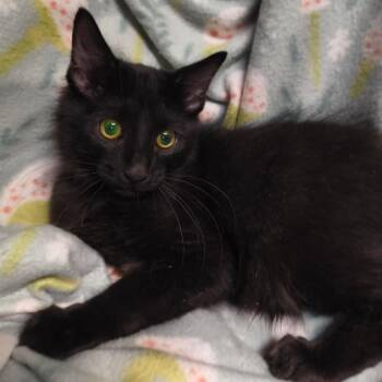 Inky -  Domestic Medium Hair Cat for Adoption in Laredo, Texas - Inky | PetCurious