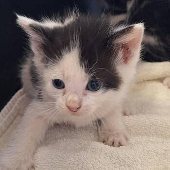 Marty -  Domestic Short Hair Cat for Adoption in Montgomery, Alabama - Marty | PetCurious