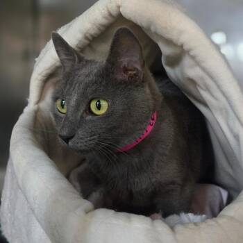 Bell Pepper -  Domestic Short Hair Cat for Adoption in San Jacinto, California - Bell Pepper | PetCurious