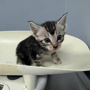 Pinecone 8572 -  Domestic Short Hair Cat for Adoption in Columbus, Georgia - Pinecone 8572 | PetCurious