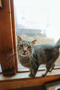 Rescue Domestic Short Hair Cats for Adoption in Jackson, Wyoming - Harold | PetCurious