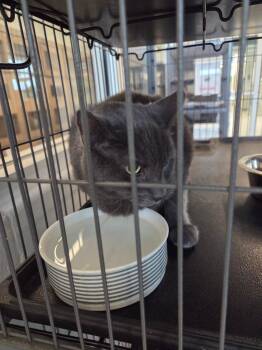 Domestic Short Hair Cats Available for Adoption in Bossier City, Louisiana - Jasper | PetCurious