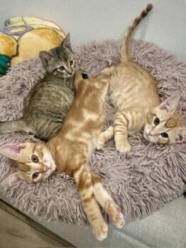 Wisecrack -  Domestic Short Hair Cat for Adoption in Mission Viejo, California - Wisecrack | PetCurious