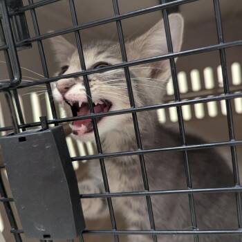 Speckles -  Domestic Short Hair Cat for Adoption in Lynchburg, Virginia - Speckles | PetCurious