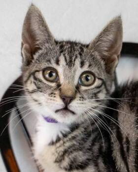 Ramona -  Domestic Short Hair and Tabby Cat for Adoption in Kennesaw, Georgia - Ramona | PetCurious