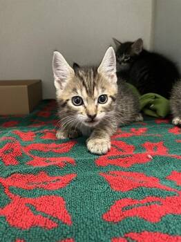 CLOVER -  Domestic Short Hair Cat for Adoption in Long Beach, California - CLOVER | PetCurious