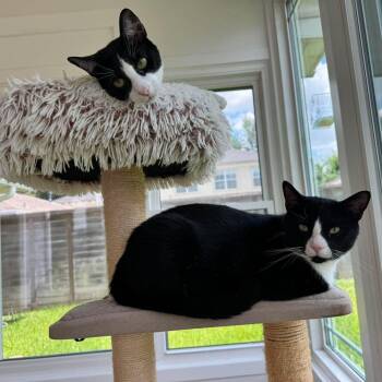 Pogo & Moo -  Domestic Short Hair Cat for Adoption in Baytown, Texas - Pogo & Moo | PetCurious