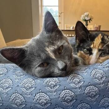 Hula Hoop -  Domestic Short Hair Cat for Adoption in Chicago, Illinois - Hula Hoop | PetCurious