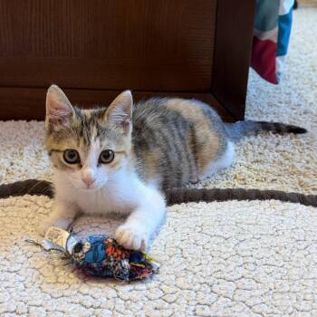 Stella -  Domestic Short Hair Cat for Adoption in Dallas, Texas - Stella | PetCurious