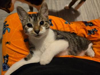 North -  Domestic Short Hair Cat for Adoption in Hammond, Indiana - North | PetCurious