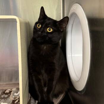 Domestic Short Hair Cats Available for Adoption - Fruity Pebbles | PetCurious