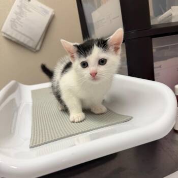 Bamboo -  Domestic Short Hair Cat for Adoption in Morganton, North Carolina - Bamboo | PetCurious