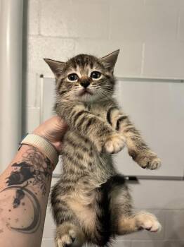 Domestic Short Hair Cats Available for Adoption - Nova | PetCurious