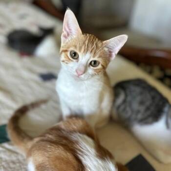Mollie -  Domestic Short Hair Cat for Adoption in Nacogdoches, Texas - Mollie | PetCurious