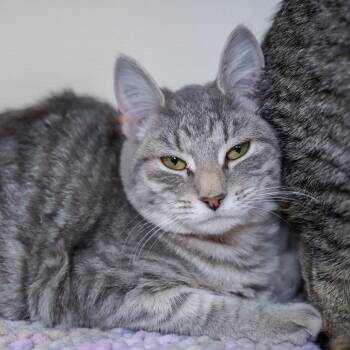 Domestic Short Hair Cats Available for Adoption - Harriet | PetCurious