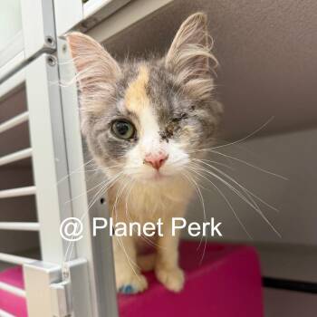 Paris -  Domestic Medium Hair Cat for Adoption in Oshkosh, Wisconsin - Paris | PetCurious